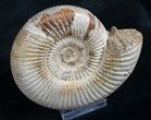 Perisphinctes Ammonite - Jurassic #7370-1
